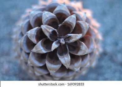 Pinecone, Fibonacci Sequence 