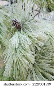 Pinecone Frozen In Time After The Sleet Storm