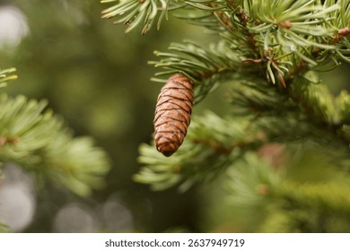 Pinecone Hanging from Pine Tree Branch in Natural Forest Setting