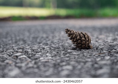 Pinecone isolated on ground selective focus