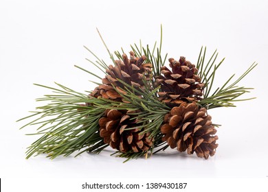 Pinecone Isolated On The White Background