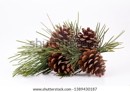 Pinecone isolated on the white background