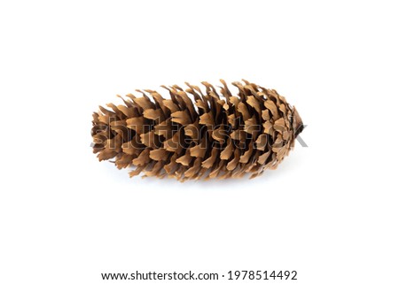 Pinecone isolated on white background with clipping path