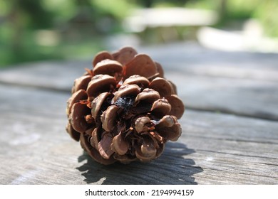 A Pinecone Left Alone On The Table