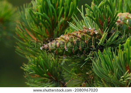 The pinecone of a Limber Pine (Pinus flexilis).  Shot in Banff, Alberta, the tree is only found in the mountains of western North America.