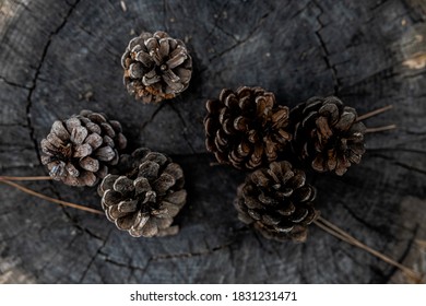 pinecone natural closeup stump brown