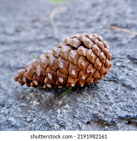 Pinecone in nature, only pinecone