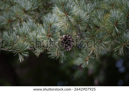 Pinecone on an evergreen in forest