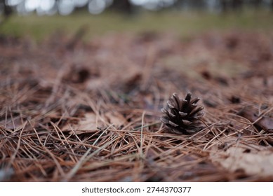 A pinecone on the ground