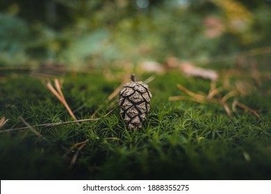a pinecone on the ground of a forest