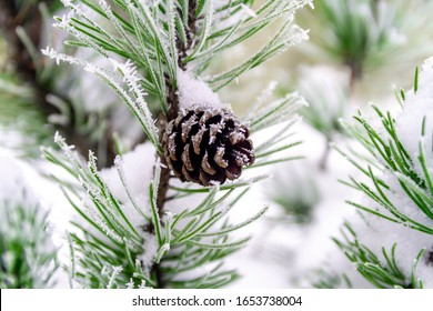 Pinecone On A Pine Branch In Winter. Close-up, Snow.