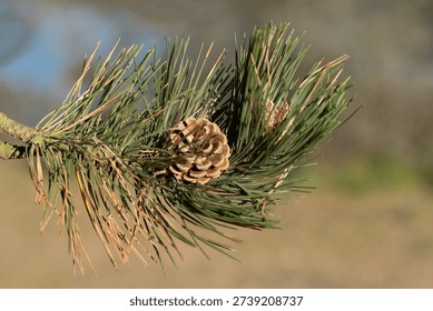 Pinecone on the tree in the forest.