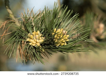 Pinecone on the tree in the forest.