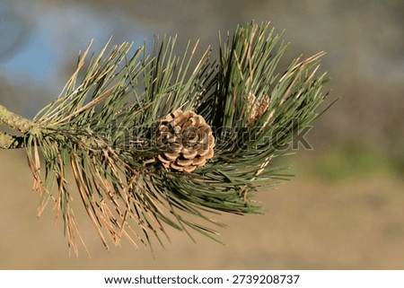 Pinecone on the tree in the forest.