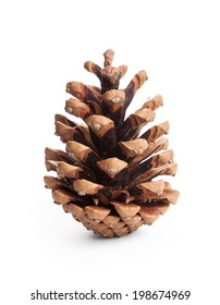 Pinecone On White Background