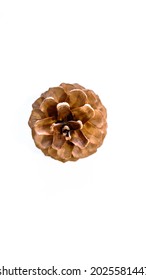 A pinecone on a white background