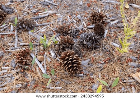 Pinecone seeds steadily laying on the woods ground full of fallen tree branches and barks