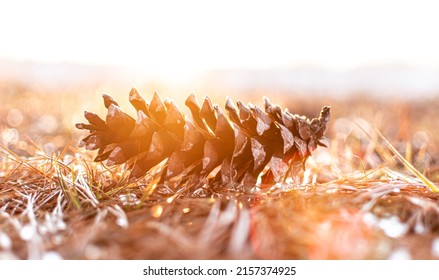 Pinecone sits in frost covered pine needles backlit by golden hour - Powered by Shutterstock