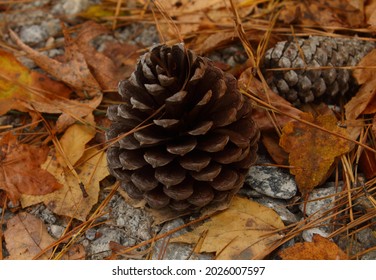 Pinecone sitting on the ground with fallen leaves