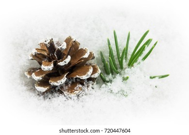 Pinecone In The Snow