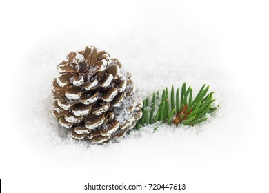 Pinecone In The Snow