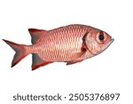 Pinecone soldierfish (Myripristis murdjan) on white background. Big-eye soldierfish, Blotcheye soldierfish, Crimson soldierfish, Squirrelfish, Pez ardilla. Indo-Pacific fish. Holocentridae