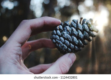 pinecone with a sun on background 