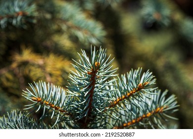 Pinecone, Tree Branch. Green Background.