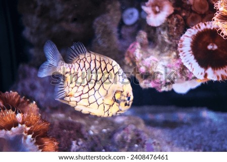 Pineconefish in the aquarium of Oceanographic Museum of Monaco