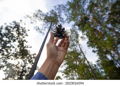 pine-cones in the hand with blur background ,close up and selective focus.