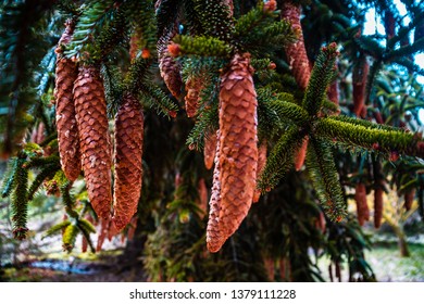 pinecones hanging at a green pine tree