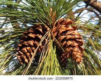 Pinecones, Mendocino National Forest, Chico, CA. 2022