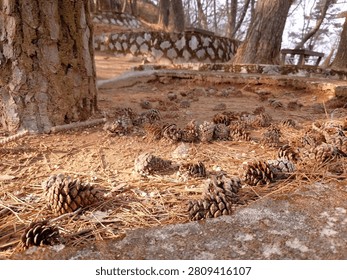 Pinecones on the ground under a pine tree