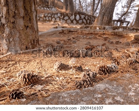 Pinecones on the ground under a pine tree