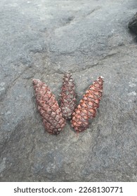 Pinecones on a large rock