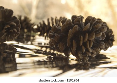 93 Cone bearing seed plant Images, Stock Photos & Vectors | Shutterstock