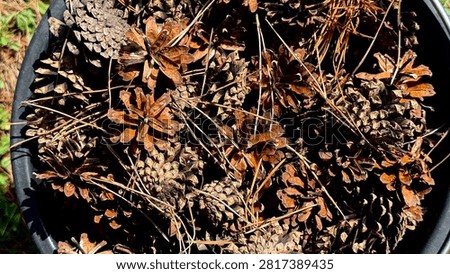 Pinecones Surface Detail with Pine Needles in Black Container Under Natural Daylight