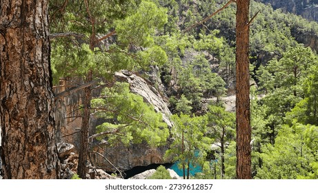 Pineframed Turquoise Pool In Gorge With Massive Boulders And Dappled Light, Shaded Canopy Creating Cool Refuge, Eco Guide Pointing Out Endemic Plants