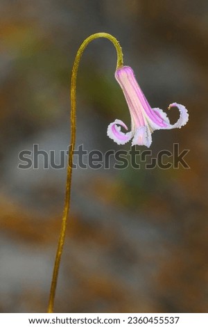 Pine-hyacinth, Clematis baldwinii, is a perennial wildflower endemic to Florida in pine flatwoods and sandhills.  The frilly flower is actually four fused sepals in a bell shape that curl outward.  