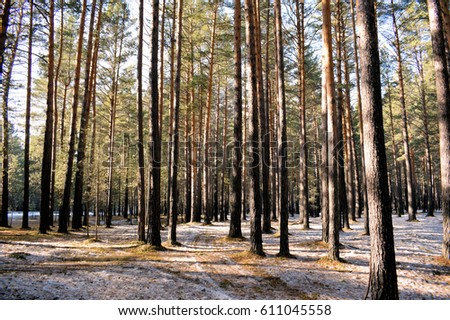 Similar – Image, Stock Photo spring last snow Spring