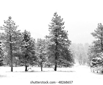 Pines in a heavy snowstorm in a remote area in the Rocky Mountains in Colorado, in black and white.