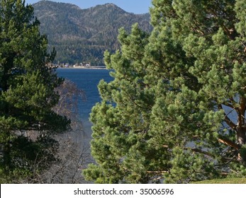 Pines on