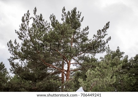 Similar – Baum hinter einem Sonnensegel