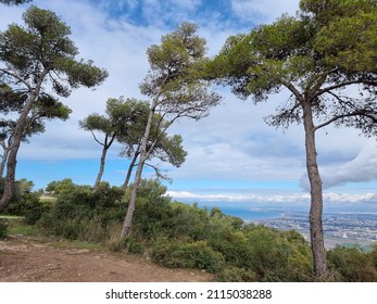 Pines On Mount Carmel . Israel