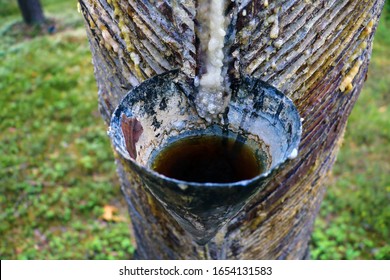 Pines Tree Sap To Get The Pine Resin