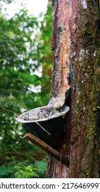 Pines Tree Sap To Get The Pine Resin