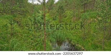 Pinetree Close Up, Forest, Lapland