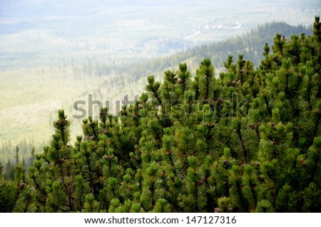 Pinetree forest