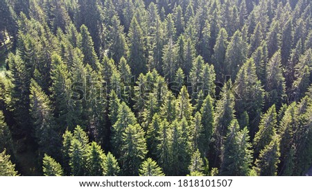Pinetree forest and mountain from above.