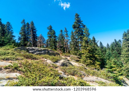 Pinetree forest view with meadow area and pathways in Uludag National Park in Bursa.